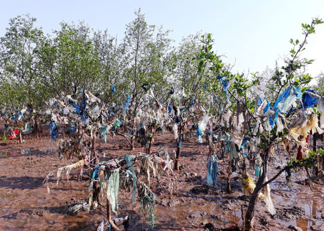 Thanh[-]Ho&aacute;:[-]Kinh[-]h&atilde;i[-]r&aacute;c[-]thải[-]quấn[-]chặt[-]c&acirc;y[-]rừng[-]ph&ograve;ng[-]hộ[-]ven[-]biển